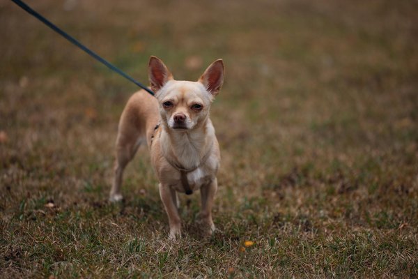 How is the UK dealing with housing affordability issues?